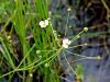 139_03_01cc_zabarka_zlaticnata_Baldellia_ranunculoides_IMG_2282a.jpg