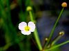 139_03_01cd_zabarka_zlaticnata_Baldellia_ranunculoides_IMG_2284a.jpg