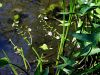 139_04_01bg_strelusa_navadna_Sagittaria_sagittifolia_IMG_8004a.jpg