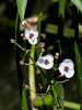 139_04_01bh_strelusa_navadna_Sagittaria_sagittifolia_IMG_7991a.jpg
