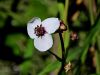 139_04_01bi_strelusa_navadna_Sagittaria_sagittifolia_IMG_7984a.jpg