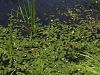 140_03_01ba_sejek_zabji_Hydrocharis_morsus-ranae_IMG_2659a.jpg