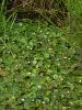 140_03_01bb_sejek_zabji_2_Hydrocharis_morsus-ranae.JPG