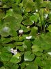 140_03_01bc_sejek_zabji_2a_Hydrocharis_morsus-ranae.JPG