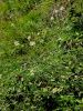 156_01_04ba_Luk_rumenkasti_Allium_ericetorum_DSC03446a.jpg