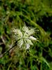156_01_04bd_Luk_rumenkasti_Allium_ericetorum_DSC03441a.jpg