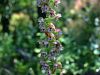 162_04_05cf_mocvirnica_italijanska_Epipactis_latina_IMG_7287.JPG