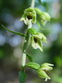 162_04_06bc_pontska_mocvirnica_Epipactis_pontica.jpg