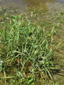 168_40_02ba_kratkoresi_lisicji_rep_Alopecurus_aequalis.jpg