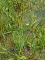 168_40_02bb_kratkoresi_lisicji_rep_Alopecurus_aequalis_DSC00242.jpg