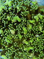 171_01_01bc_navadna_vodna_lecica_Wolffia_arrhiza_DSC03316.jpg