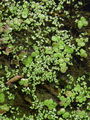 171_02_01bd_navadna_zabja_leca_Spirodela_polyrhiza_DSC01589.jpg