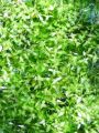 171_03_01bb_vodna_leca_trizilna_Lemna_trisulca_2010_07210003.jpg
