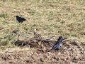 806bb_vrana_crna_Corvus_corone_corone_2009_11010029.jpg