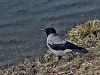 807ac_vrana_siva_Coirvus_cornix_IMG_2368.jpg