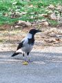807bb_vrana_siva_2008_10220007.JPG