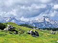 b_gore_Velika_planina_c_2009_06130108.jpg