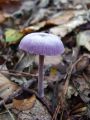 bledivka_vijolicasta_b_Laccaria_amethystina_2010_10120025.jpg