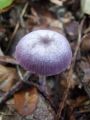 bledivka_vijolicasta_c_Laccaria_amethystina_2010_10120026.jpg