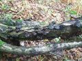 bolgarka_necedna_a_Bulgaria_inquinans_2014_09080011a.jpg
