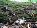 bolgarka_necedna_b_Bulgaria_inquinans_2014_09090047a.jpg