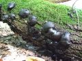 bolgarka_necedna_d_Bulgaria_inquinans_2014_09090048a.jpg