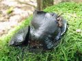 bolgarka_necedna_e_Bulgaria_inquinans_2014_09090053a.jpg