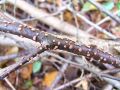 bradavicka_cinobrasta_a_Nectria_cinnabarina_2012_11080014.jpg