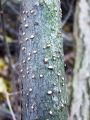 bradavicka_cinobrasta_b_Nectria_cinnabarina_2010_1027001a.jpg