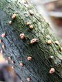 bradavicka_cinobrasta_c_Nectria_cinnabarina_2010_11060032a.jpg