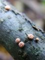 bradavicka_cinobrasta_d_Nectria_cinnabarina_2010_10270006.jpg