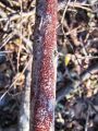 branavicka_krvavordeca_a_Dialonectria_episphaeria_2012_11280033.jpg