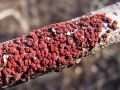 branavicka_krvavordeca_b_Dialonectria_episphaeria_2012_11280034a.jpg