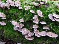 cepelistka_navadna_a_Schizophyllum_commune_2012_11240045.jpg