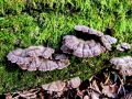 cepelistka_navadna_b_Schizophyllum_commune_2013_01090084.jpg