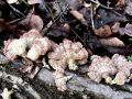 cepelistka_navadna_c_Schizophyllum_commune_2013_01090058.jpg
