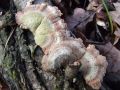 cepelistka_navadna_d_Schizophyllum_commune_2013_01090059.jpg