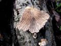 cepelistka_navadna_e_Schizophyllum_commune_2013_01090060.jpg