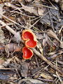 cz_casica_skrlatna_a_Sarcoscypha_coccinea_.jpg