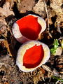 Filename=cz_casica_skrlatna_b_Sarcoscypha_coccinea_DSC03585.jpg
Filesize=231KB
Dimensions=675x900
Date added=Jan 03, 2010 cz_casica_skrlatna_b_Sarcoscypha_coccinea_DSC03585.jpg