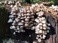 cz_celadica_pripognjena_a_Mycena_inclinata_2009_09240035.JPG
