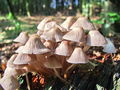 cz_celadica_pripognjena_b_Mycena_inclinata_2009_09240036.jpg