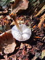 cz_celadica_pripognjena_c_Mycena_inclinata_2009_09240039.JPG