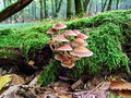 cz_crnivka_prosojna_a_Psathyrella_piluliformis_2009_09220011.JPG