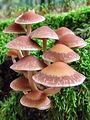 cz_crnivka_prosojna_b_Psathyrella_piluliformis_2009_09220010.JPG