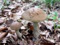 ded_gabrov_a_Leccinum_pseudoscabrum_2011_06180055.jpg