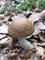 ded_gabrov_b_Leccinum_pseudoscabrum_2011_06180054.jpg