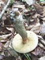 ded_gabrov_c_Leccinum_pseudoscabrum_2011_06180058.jpg