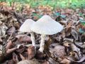 deznicek_obuti_a_Lepiota_clypeolaria_2012_10050025a.jpg