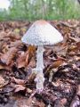 deznicek_obuti_b_Lepiota_clypeolaria_2012_10140004.jpg